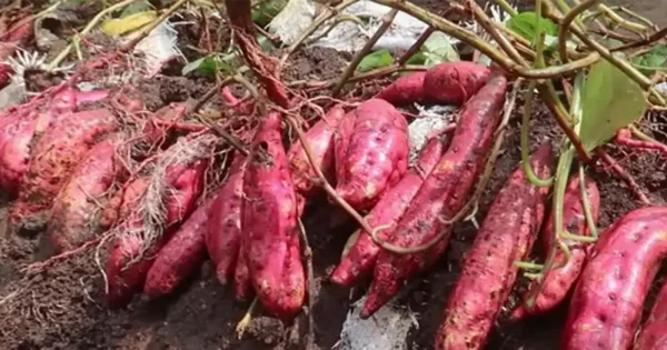 Um guia completo para o cultivo de batata-doce em sacos de solo