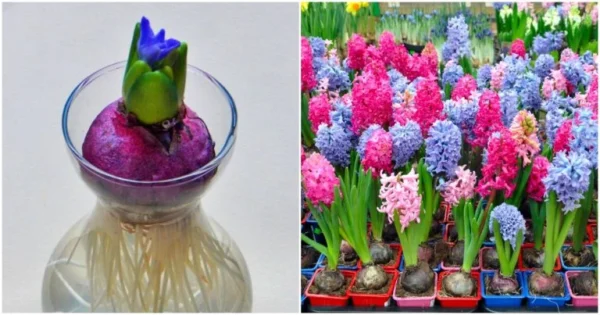 Um guia para os segredos do cultivo de jacintos em casa e no jardim: O que fazer para que cresçam bem e saudáveis ​​durante todo o ano?