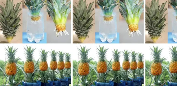 Um guia simples para cultivar abacaxi em água em casa