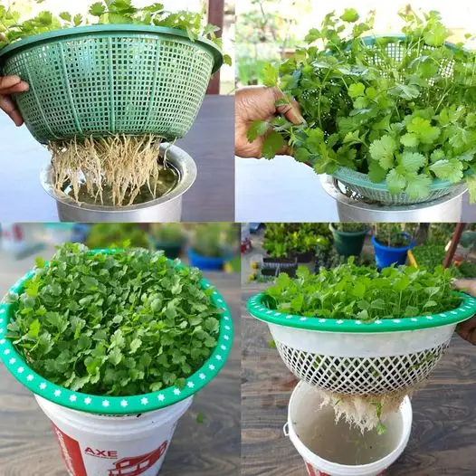 Um método conveniente e fácil de cultivar coentro em casa, sem solo