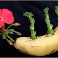 Um método eficaz para plantar mudas de gerânio! O seu abundante crescimento e floração estão garantidos!