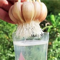 Um método super simples para enraizar dentes de alho! Tudo que você precisa é de água e uma garrafa de plástico!