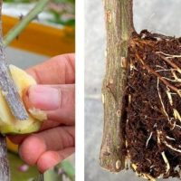 Um novo método para enraizar rosas sem cortes e muitas dores de cabeça. Pelo menos experimente uma rosa.