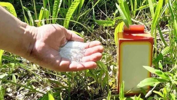 Um punhado deste ingrediente irá regenerar todo o jardim durante 4 estações