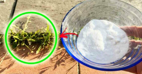 Um remédio natural para erradicar ervas daninhas com eficácia