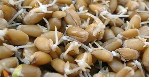 Um remédio poderoso para curar alergias, purificar o sangue e impedir a queda de cabelo