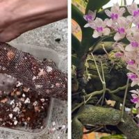 Um saco mágico de fertilizante para todo o ano. As orquídeas florescem como fermento!
