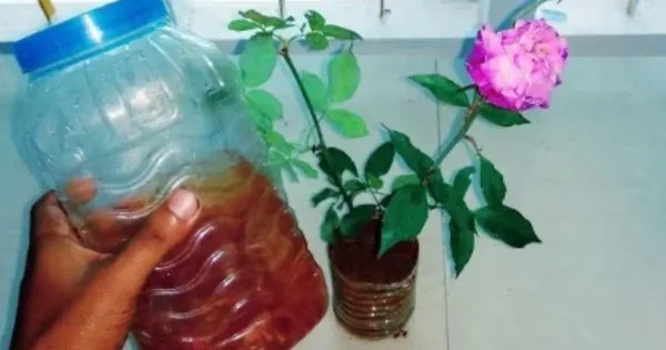 Uma chávena deste ingrediente por mês dá-lhe plantas exuberantes durante 365 dias