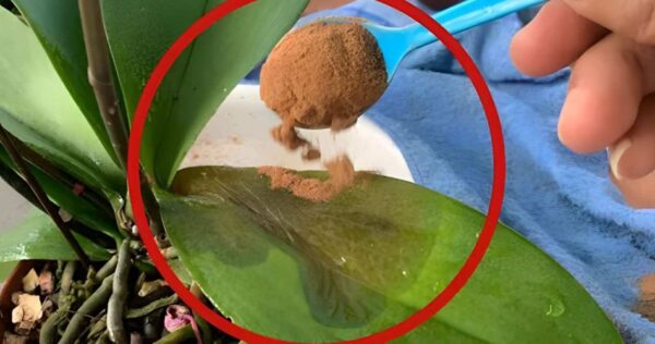 Uma colher de chá de plantas secas e elas estarão completamente curadas em apenas alguns dias.