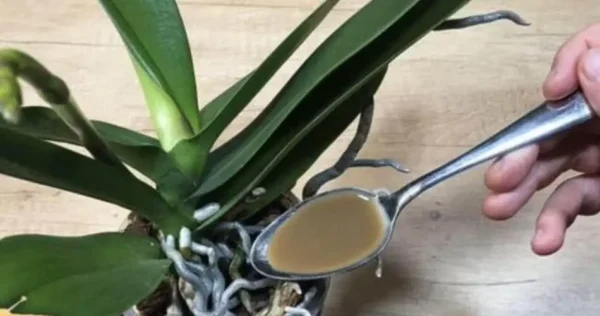 Uma colher de chá é suficiente para suas plantas florescerem: despeje no solo