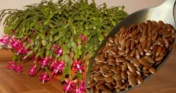 Uma colher para cada flor que tiver em casa: terá uma flor exuberante