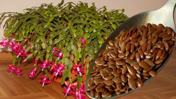 Uma colherada para qualquer flor que tiver em casa: terá uma flor exuberante