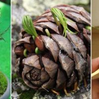 Uma decoração viva e linda em pinho que traz boa sorte para a casa!