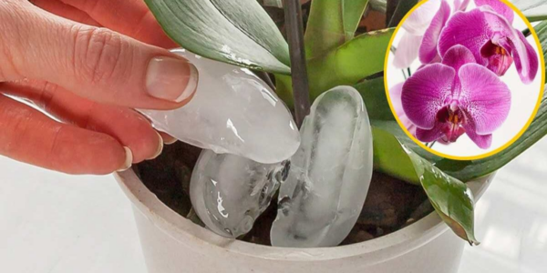 Uma dica simples para regar corretamente suas orquídeas