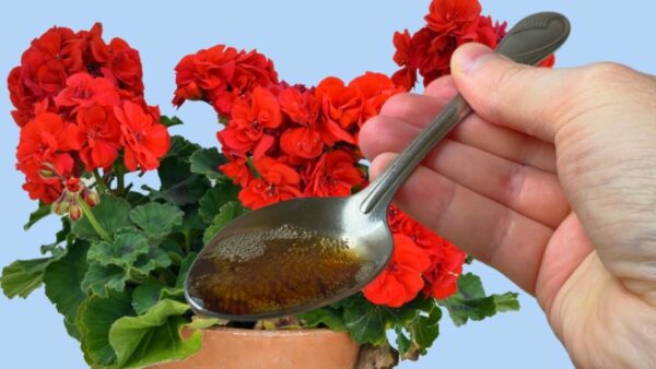 Uma gota será suficiente sob todas as flores da casa, floração garantida: despeje agora