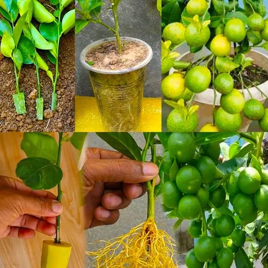 Uma maneira simples de fazer seus limões durarem o ano todo – a maneira mais fácil de cultivar e desfrutar de uma colheita abundante