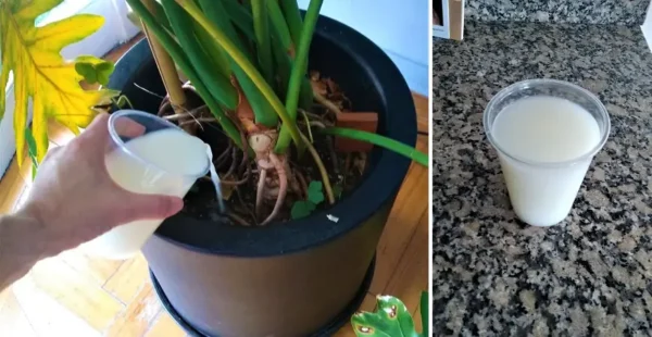 Uma mistura caseira fará com que suas plantas cresçam em apenas alguns dias