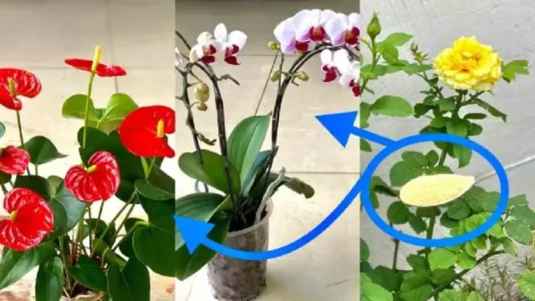 Uma única colher de sopa é suficiente para que todas as suas plantas floresçam abundantemente.
