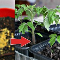 Uma pitada desse pó, adicionada na hora da semeadura, e as mudas ficarão fortes e saudáveis!