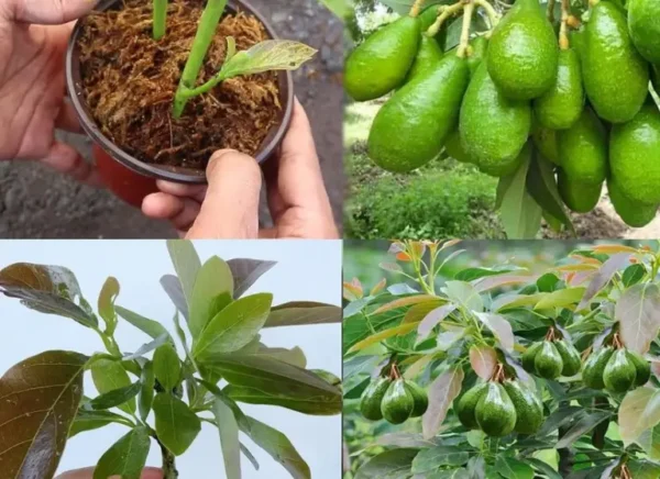 Uma ótima maneira de cultivar abacate em casa.