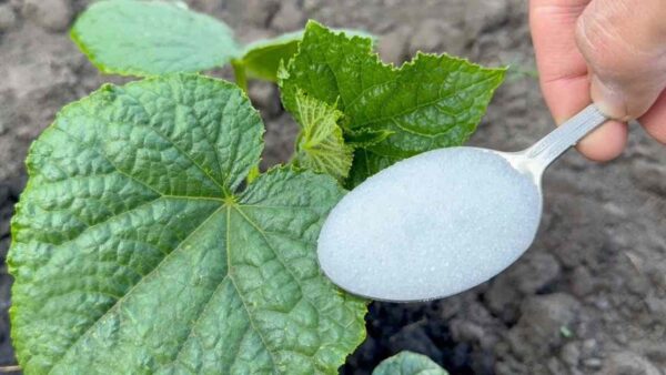 Un cucchiaio prima della fine di giugno, cetrioli e pomodori cresceranno all’istante