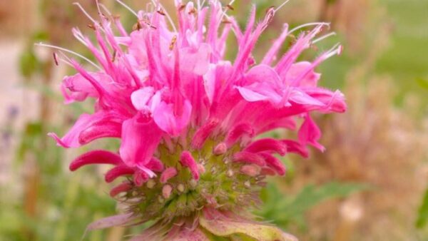 Urtiga indiana: 3 dicas profissionais para cuidar