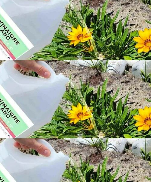 Usar vinagre no jardim: o truque que resolve 8 grandes problemas