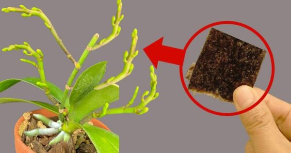 Use esse truque e se surpreenda: você vai explodir todo o jardim de orquídeas