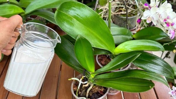 Use este fertilizante natural para folhas vibrantes e flores saudáveis ​​durante todo o ano