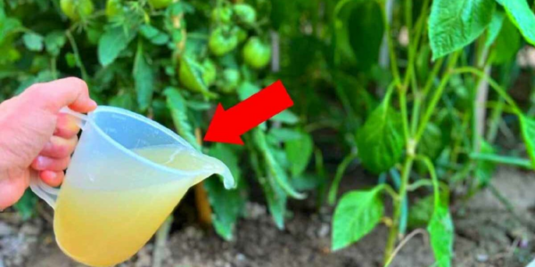 Use este fertilizante natural para plantas de tomate e pimenta para obter uma colheita generosa.