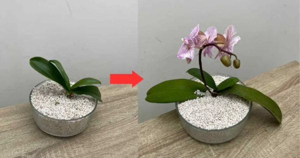Use isso em vez de terra, você nunca teve orquídeas assim: elas ficarão muito exuberantes