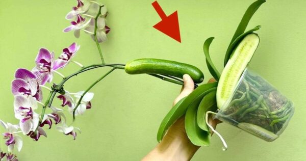 Use-o como fertilizante para orquídeas: você terá folhas saudáveis ​​e flores abundantes