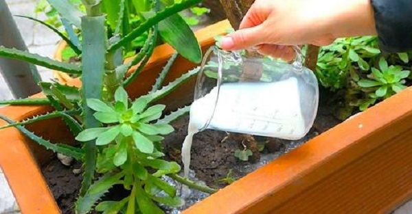 Use o leite da horta e prepare-se para essas 4 surpresas