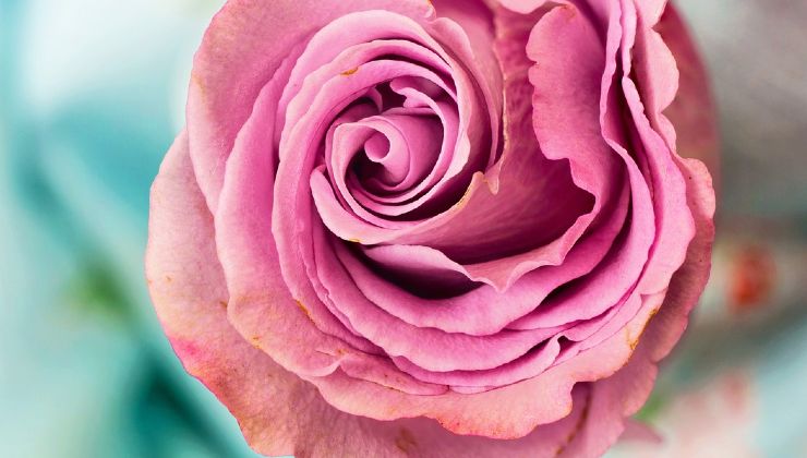 Rosa na varanda florida