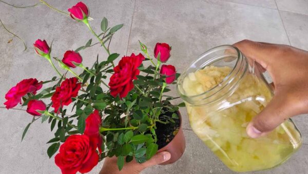 Use-o para suas rosas de varanda ou jardim e elas florescerão mesmo fora da estação