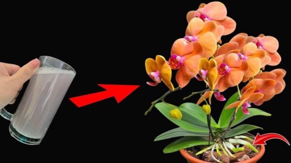 Use-o regularmente para plantas e você terá flores e raízes fortes: infinitamente exuberante