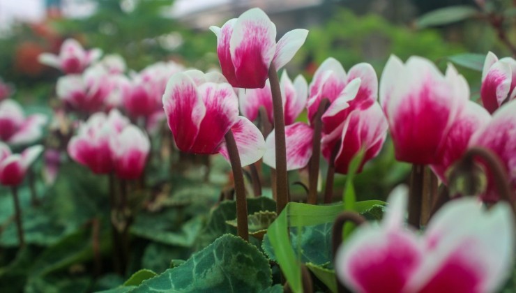 plantas exuberantes plantas exuberantes