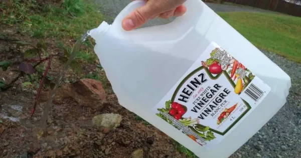 Use vinagre no jardim e veja o que acontece – nunca tive resultados como estes