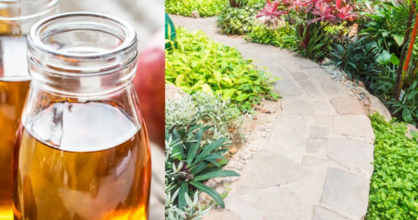 Usos do vinagre para suas plantas e jardim que você precisa conhecer