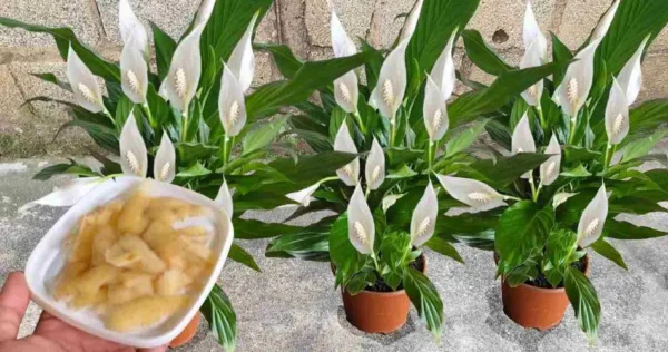 Vale seu peso em ouro para o Lírio da Paz, é um fertilizante natural muito poderoso