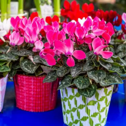 Veja como cultivar ciclâmen para que você possa ter quantidades infinitas deles