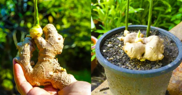 Veja como cultivar gengibre facilmente em casa para tê-lo indefinidamente