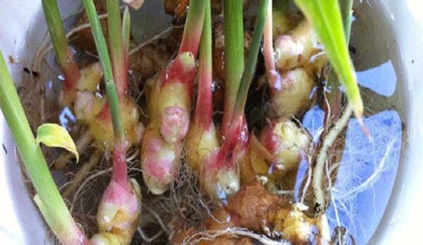 Veja como cultivar gengibre ilimitado em casa