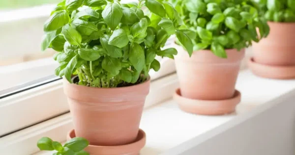 Veja como cultivar manjericão em casa e mantê-lo por mais tempo