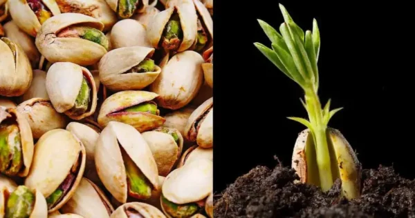 Veja como germinar e cultivar pistache em um vaso com muita facilidade