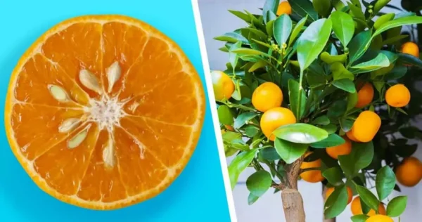 Veja como obter tangerinas infinitas a partir de uma única fruta