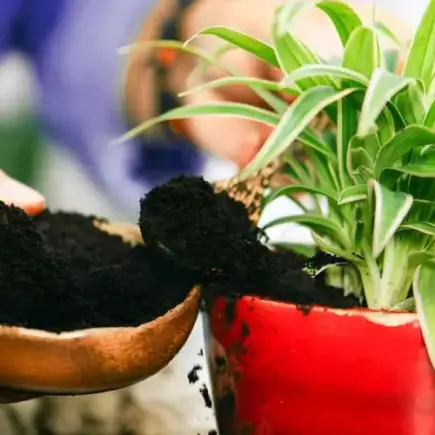 Veja como proteger suas plantas cultivadas em maio contra pulgões e parasitas