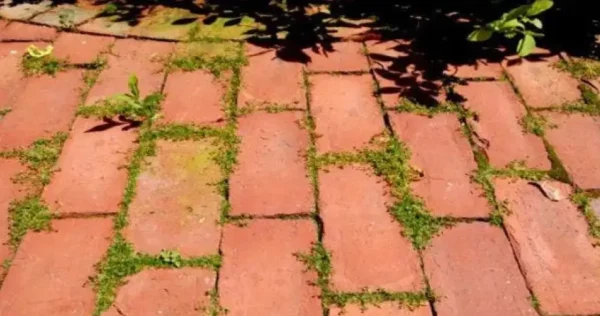 Veja como se livrar das ervas daninhas do seu jardim