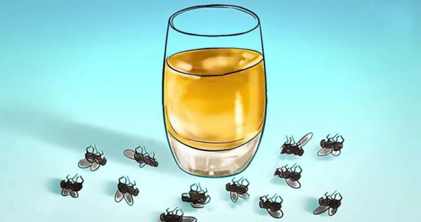 Veja como se livrar das moscas para sempre