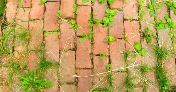 Vinagre, sabão e sal: três ingredientes simples para evitar o crescimento de ervas daninhas no jardim